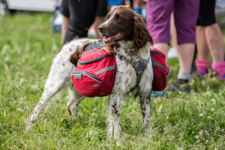 Turglade hunder får også være med. Det er en egen hundeklasse for deltagere med hund. Foto: Sylvain Cavatz