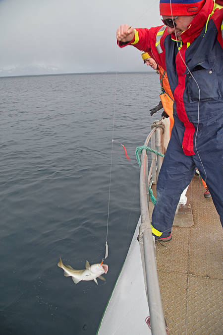 Skreifiske, napp på hvert kast. Foto: Nils-Erik Bjørholt