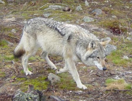 Foto: Foreningen våre rovdyr