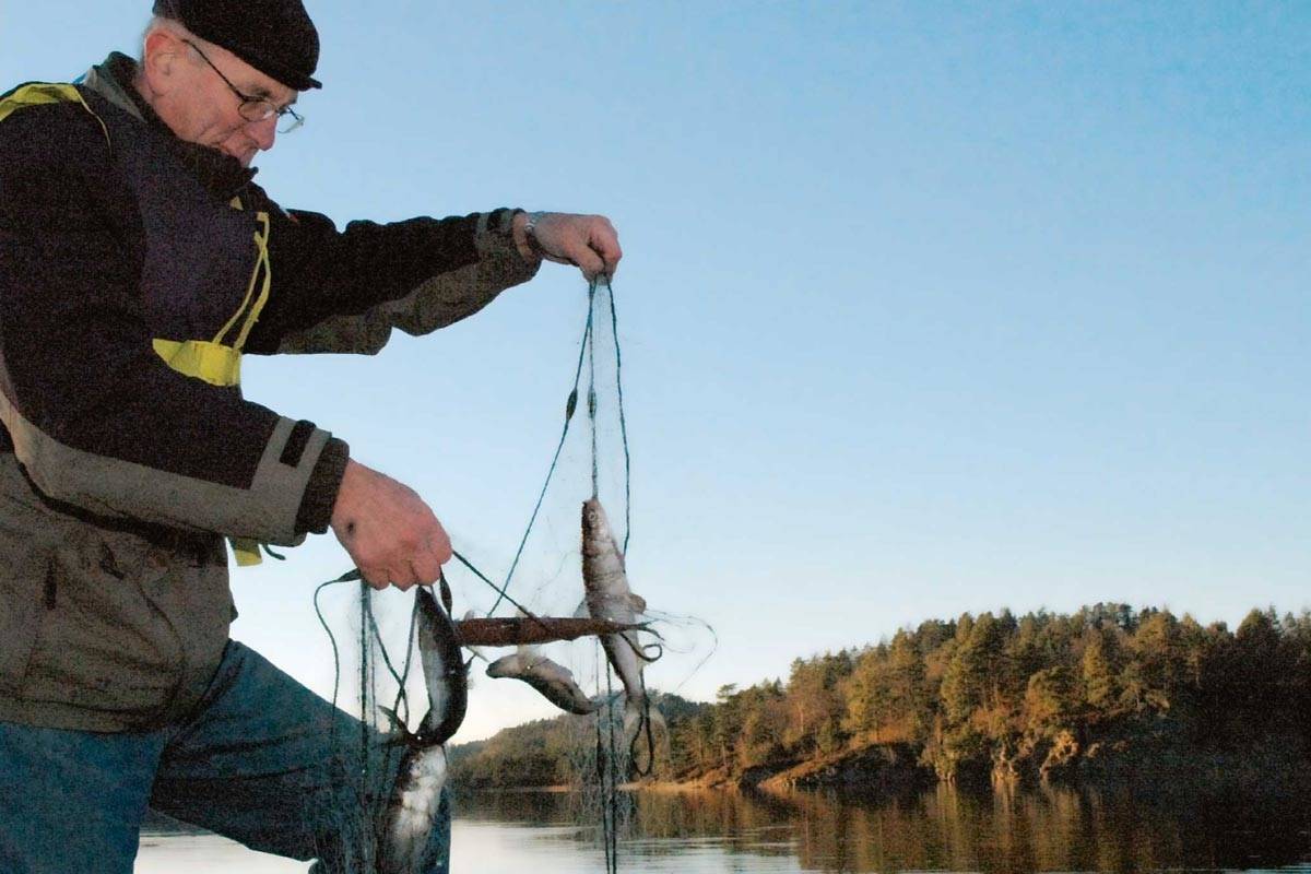 Fra det spesielle lagesildfisket i Vestre Grimevann. Mer vanlig for padlere og fiskere er det å få ørret, og fiskekortene i vannet er landets billigste! Foto: Torolf Kroglund/Lillesands-Posten