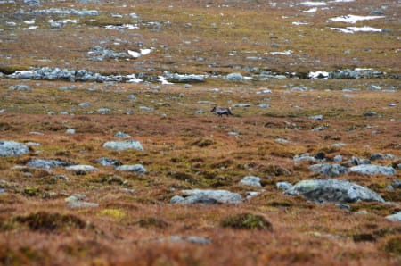 ENSLIG: Dette var det eneste dyret undertegnede fikk sett på turen. Det ble til gjengjeld så skremt at det løp andre veien – rett inn i kula til Robert.