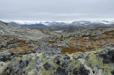 STORT LANDSKAP: Her trives reinsdyra godt. Enn så lenge.
