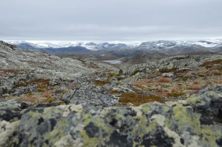 STORT LANDSKAP: Her trives reinsdyra godt. Enn så lenge.