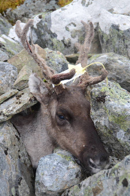 DAGENS RUDOLF: Simla som Robert skøyt, steinet han ned slik at den kunne ligge i fred til jakta var slutt for dagen.