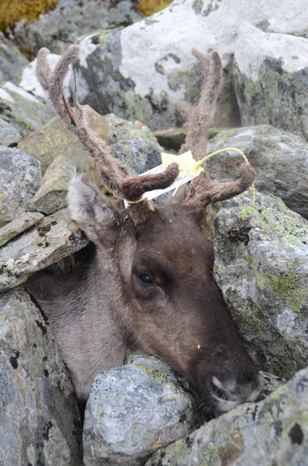 DAGENS RUDOLF: Simla som Robert skøyt, steinet han ned slik at den kunne ligge i fred til jakta var slutt for dagen.