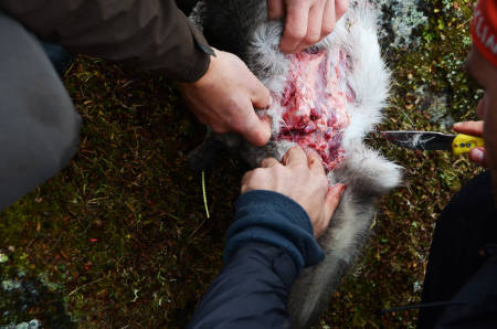 PRØVER: Årets jakt er vemodig for mange. Alle bidrar til å sjekke omfanget av CWD slik at man får tatt prøver av lymfekjertler og hjernevev.