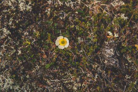 EINSAM: Ein liten blomst kan by på stor glede høgt til fjells. Foto: Line Hårklau