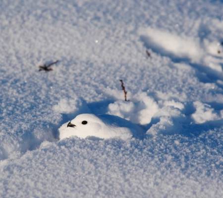 FJELLRYPE: Rypa finner også ly i snøen. Om kvelden graver den seg ned i dokk. Foto: Lars Krempig