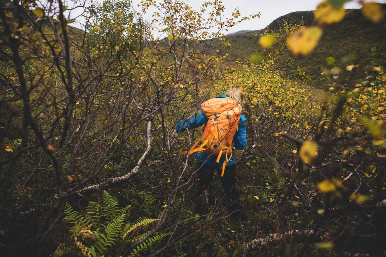 I BUSK OG KRATT: Sauesanking handlar om å ferdast meir utanfor sti enn på sti. Det handlar om å ha blikket med seg og om å vere lur, om samarbeid og stamina.