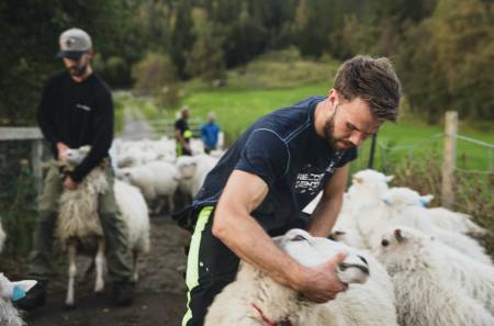SORTERING: Det brekast i kor når alle sauene til slutt er samla. Nokre skal vidare til Jølster, resten skal vere igjen på Haukedalen. Arne Åsmund Gjerland sørger for at riktig sau hamnar på riktig stad.