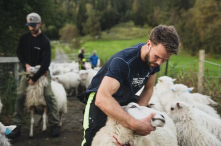 SORTERING: Det brekast i kor når alle sauene til slutt er samla. Nokre skal vidare til Jølster, resten skal vere igjen på Haukedalen. Arne Åsmund Gjerland sørger for at riktig sau hamnar på riktig stad.