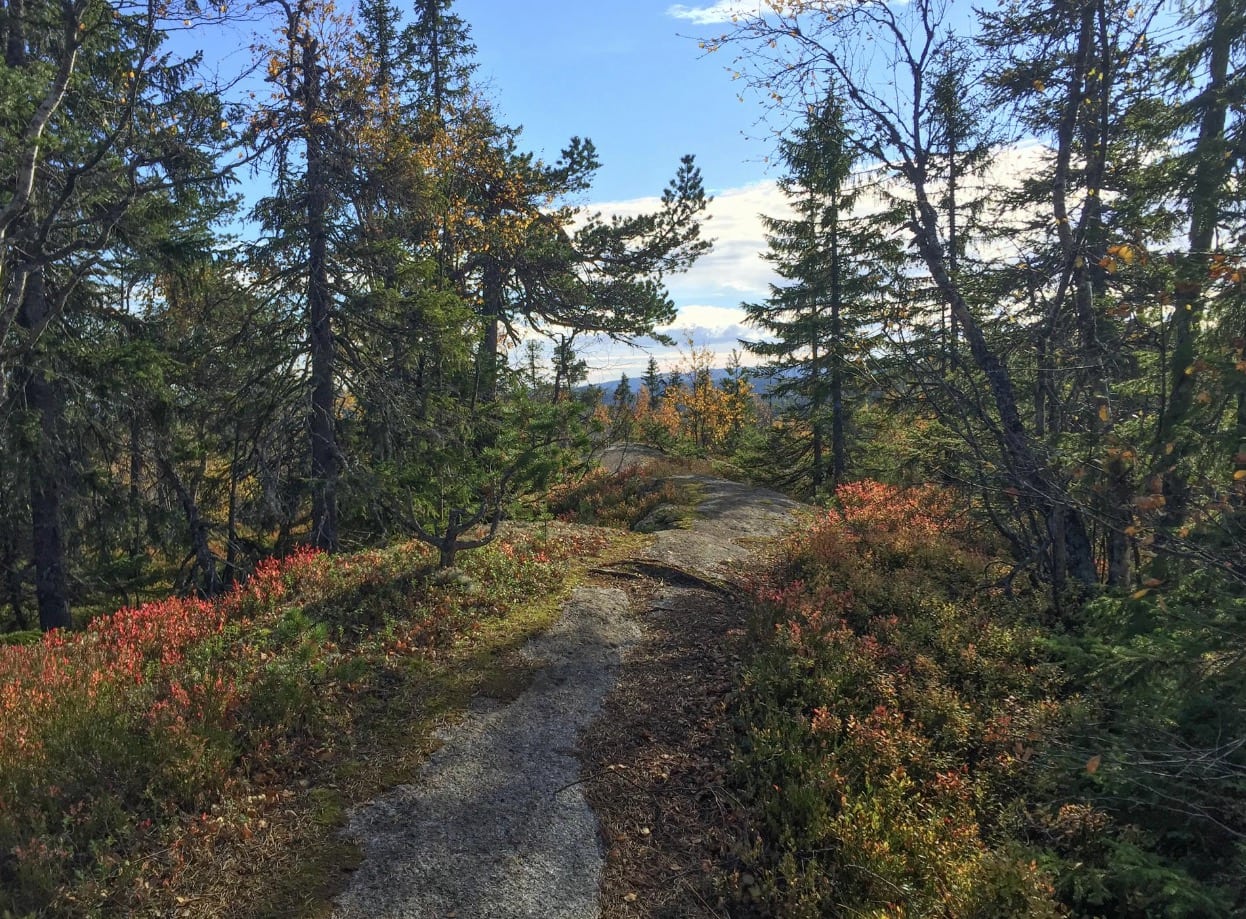 OSLONÆRT: Langs ryggen av Pershusfjellet i Nordmarka finner du en lite brukt drømmesti. Foto: Bjørnar Eidsmo