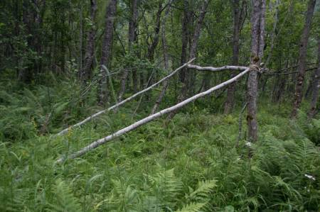 Sidestokkene går fra tverrliggeren og skrått ned mot bakken. For å få nok liggeplass bør disse være 3-4 meter lange.