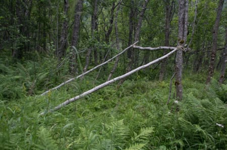 Sidestokkene går fra tverrliggeren og skrått ned mot bakken. For å få nok liggeplass bør disse være 3-4 meter lange.