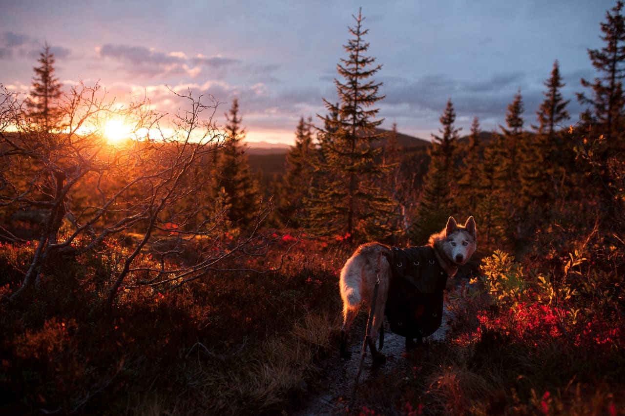 MANGE MULIGHETER: I Skrimfjella er det mange hytter å velge mellom, du kan gå fine langturer eller kortere helgeturer. Området er vakkert om høsten og snørikt om vinteren. Foto: Marte Stensland Jørgensen