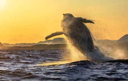 HOPPPENDE KNØLHVAL: For meg startet det hele svært spektakulært, da den første knølkvalen vi møtte ga oss et fantastisk show som varte i knappe to sekunder. Foto: Audun Rikardsen