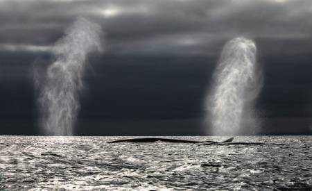 FINNKVALEN: Rett foran oss har vi verdens nest største dyr som noen gang har levd på jorda, større enn alt av dinosaurer og bare slått av blåkvalen som er den aller største.Foto: Audun Rikardsen