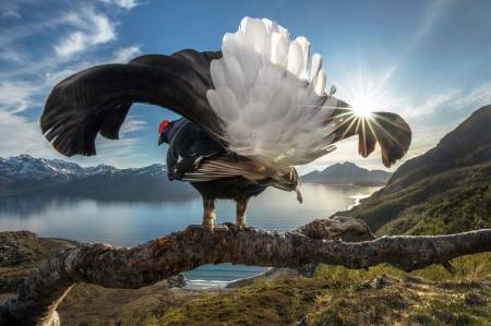ORRFUGL: Her på kysten i Nord-Norge spiller orrfuglene mer for seg selv, på sine egne territorier, og gjerne også på kvelden og natta i midnattssola. Foto: Audun Rikardsen