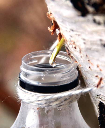SAFT: Bjørkesafta kan du drikka som han er, i bakverk eller koka inn til sirup. Sirupen er nydeleg på is, på ost, i teen eller på pannekakene. Foto: Sigrid Henjum