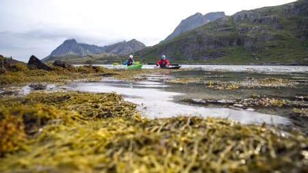 SUNDSTRAUMEN: Mellom Flakstadøya og Moskenesøya går den tre kilometer lange Sundstraumen. Den er bare 3 meter på det grunneste.